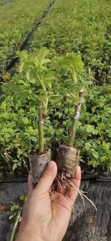 四季玫瑰  四级玫瑰苗