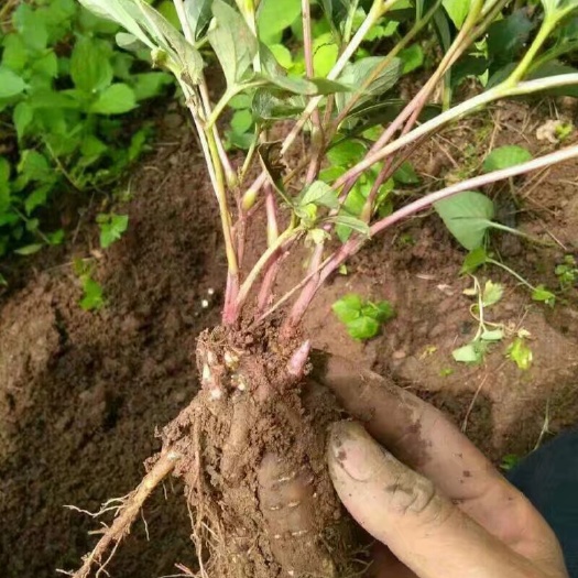 美姑县中药材赤芍 
