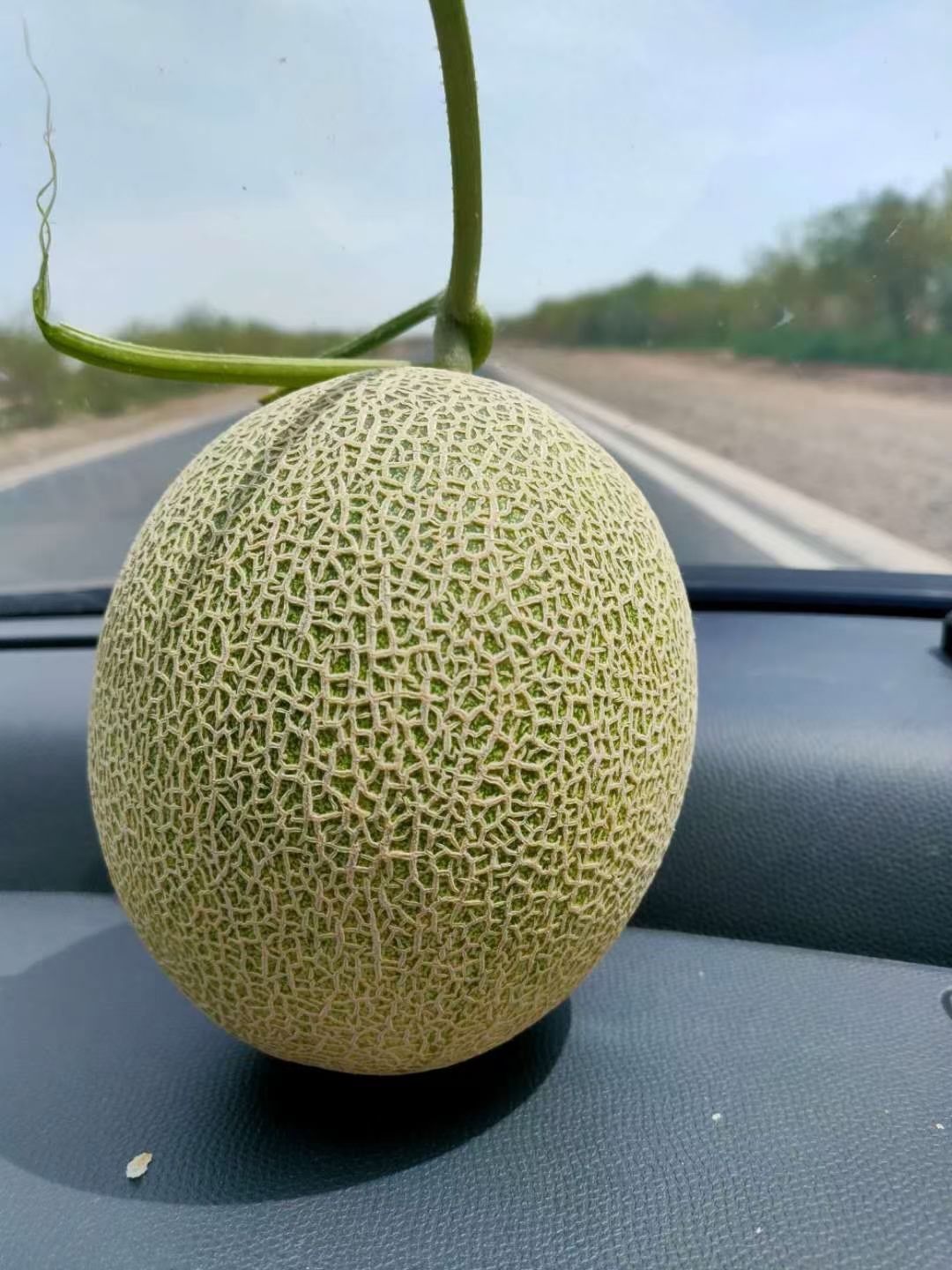 西州蜜  新疆特产吐鲁番哈密瓜甜瓜