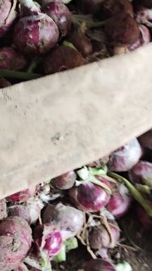 郯城县红皮洋葱 山东省临沂市郯城县 7~8cm 