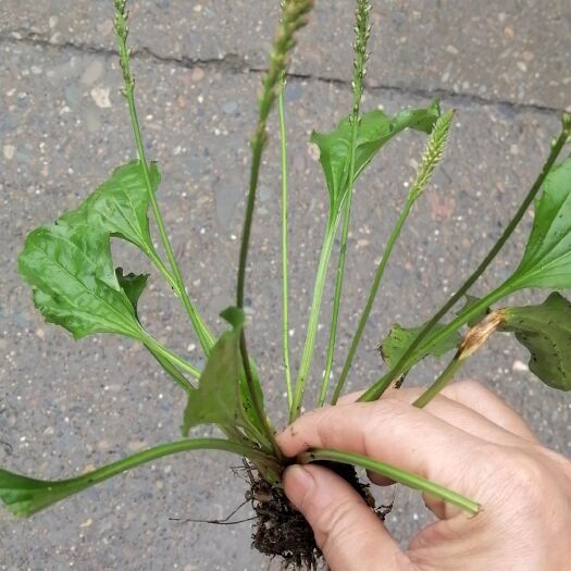 安化县车前草 天然前车草