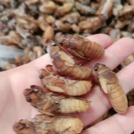 龙州县金蝉