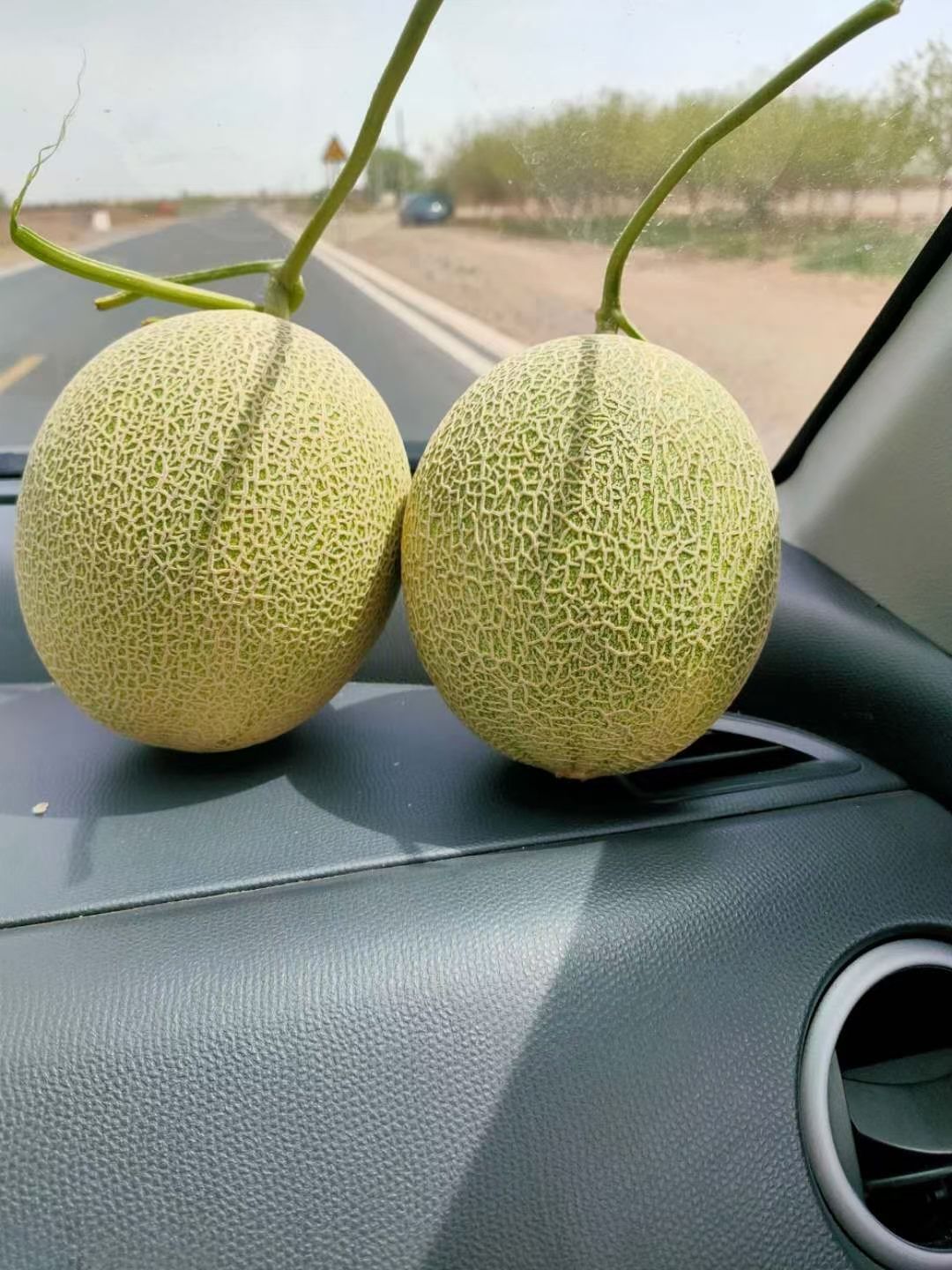 西州蜜  新疆特产吐鲁番哈密瓜甜瓜