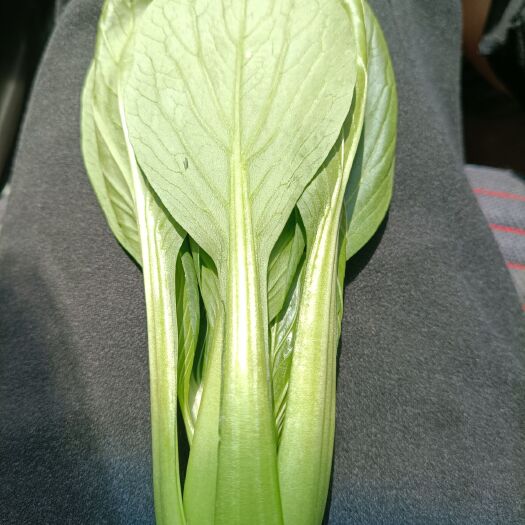 曹县 精品上海青