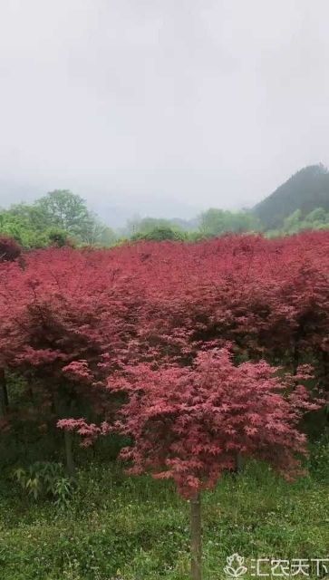 全州县日本红枫  红枫