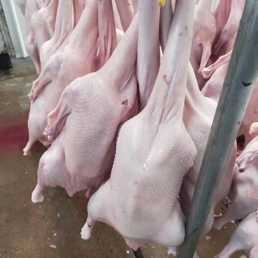 成都鲜货白条鹅两光条鹅净堂卤鹅专用