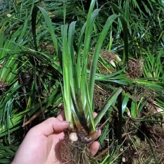 绥宁县湖南石菖蒲苗  石菖蒲种植苗