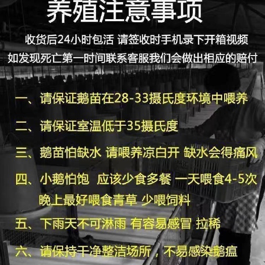 新沂市狮头鹅苗活体 正宗潮汕狮头鹅仔纯种特大狮头鹅巨型狮头鹅幼苗