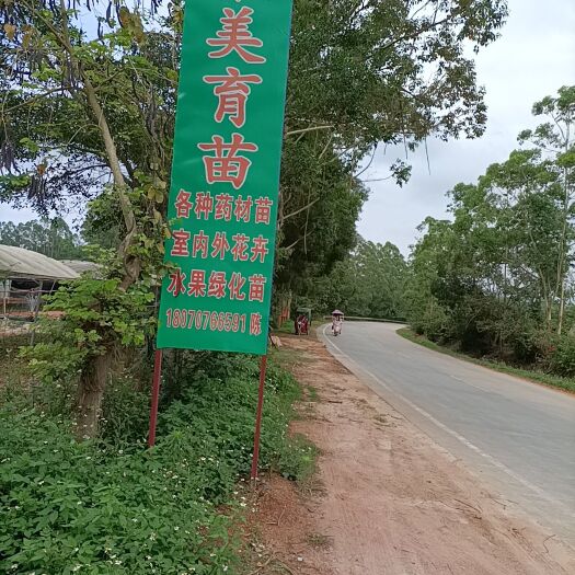 灵山县土茯苓苗，土茯苓种子