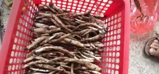 贵港 鸡枞菌