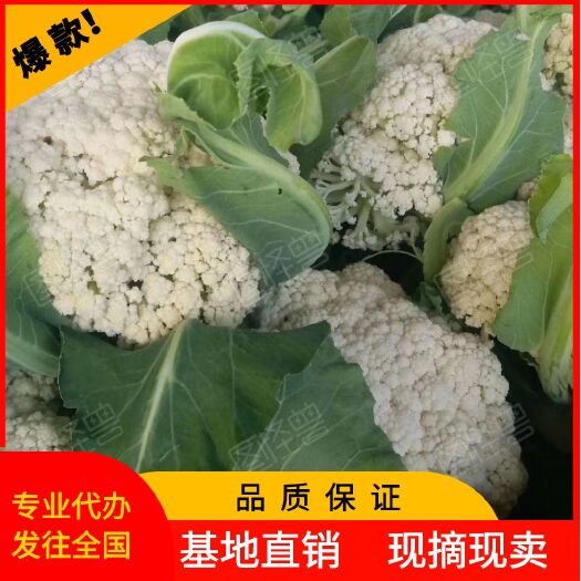 博爱县《自产自销》花菜，松花菜产地大量上市供应中，质量保证