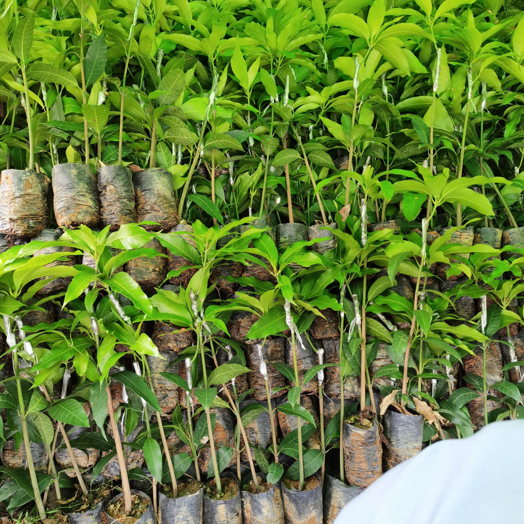 台农一号芒果苗  台农芒果香甜 果肉脆香甜 耐存