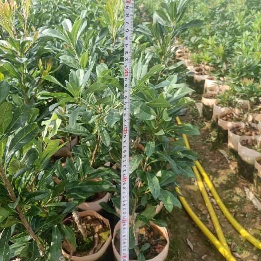 漳州早佳杨梅苗  东魁   硬丝杨梅苗袋苗