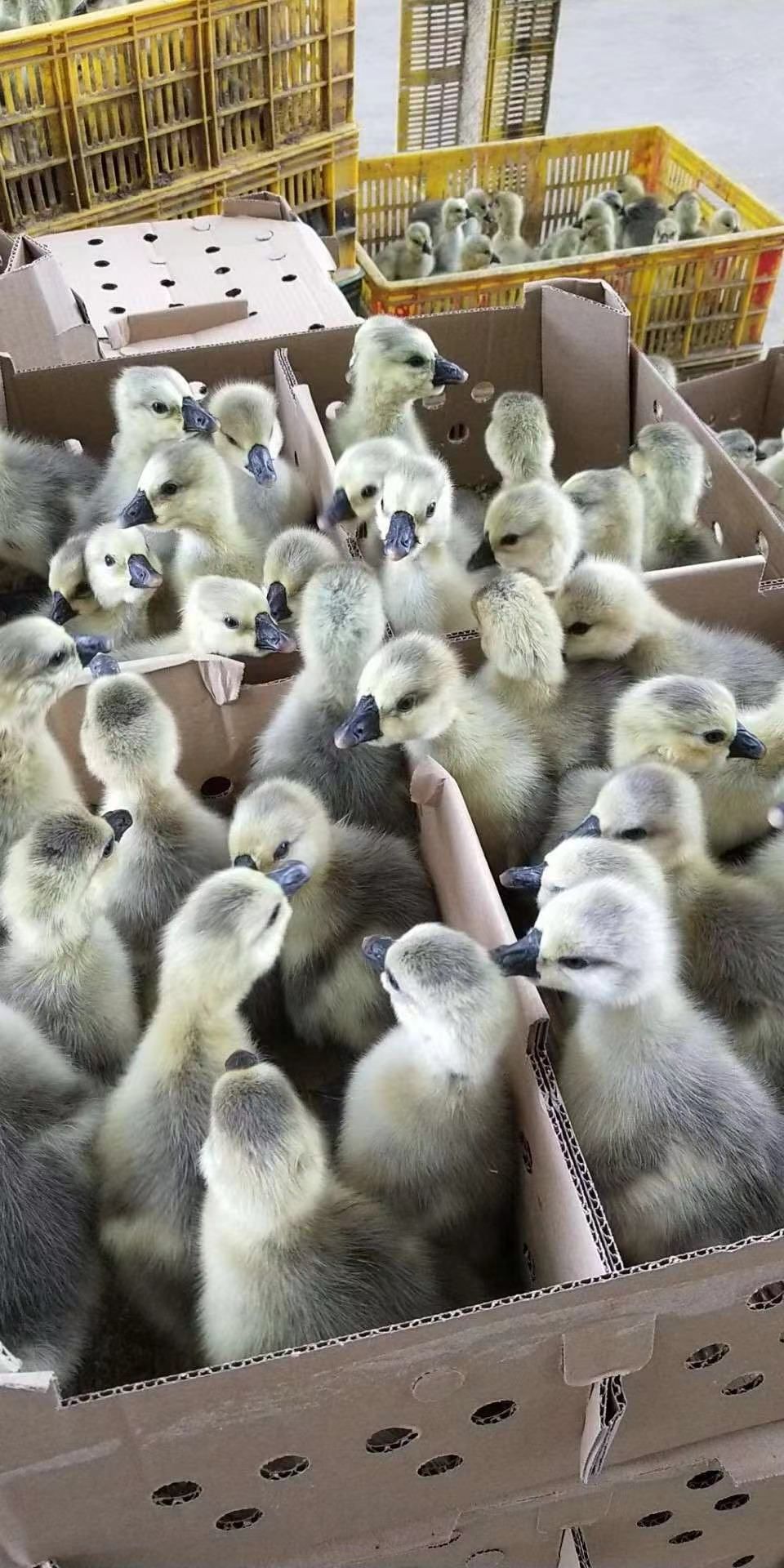  鸭苗（品种多样）全国发货，技术指导，欢迎来电咨询！