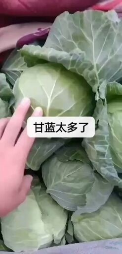 包菜  精品甘蓝