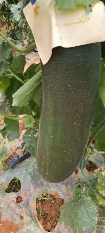 黑美人西瓜 广西壮族自治区崇左市扶绥县 2茬 一级 