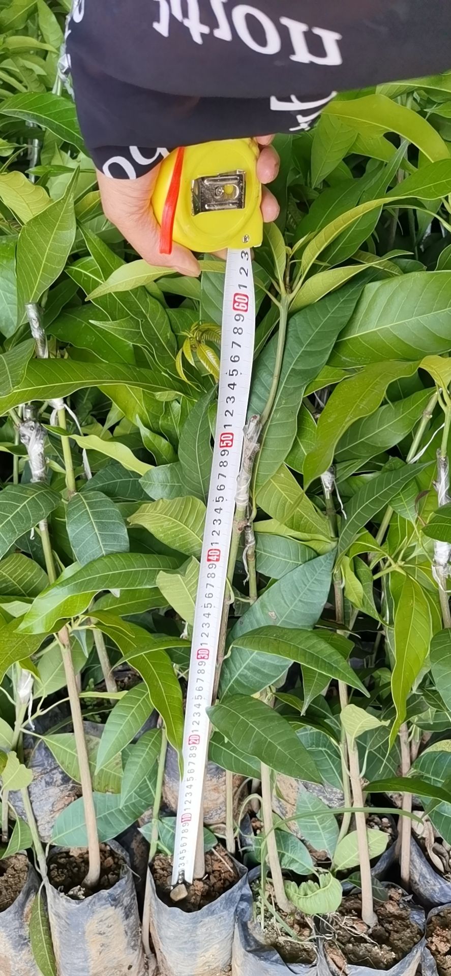 台农一号芒果苗  台农芒果香甜 果肉脆香甜 耐存