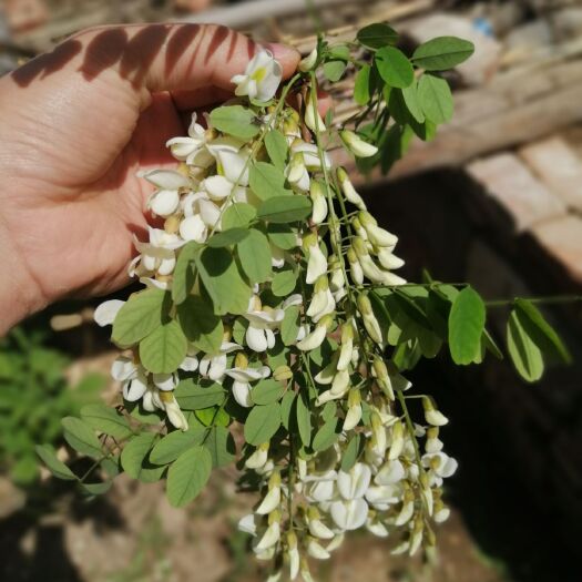 利津县 槐花，洋槐花，刺槐花，槐米