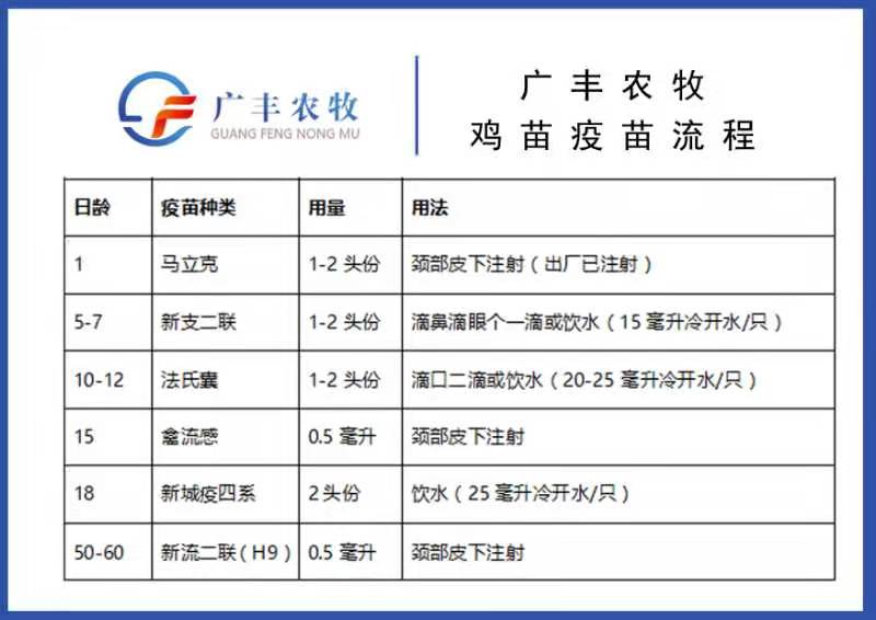 乌骨鸡苗  云南盐津乌鸡苗 全黑无骨鸡苗-出壳包打疫苗
