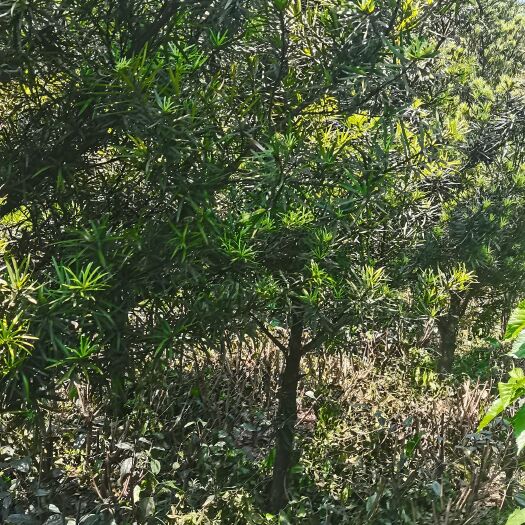 洪雅县小叶罗汉松 罗汉松 毛坯树