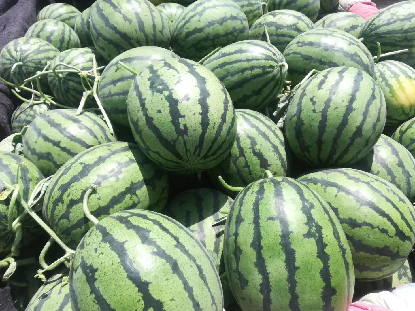甜王西瓜 甜王 市场货 电商货