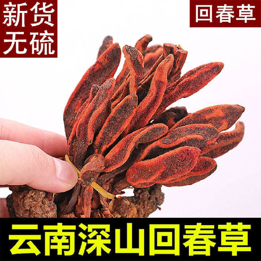 回春草云南回春草不老草草苁蓉顶天柱男性滋补泡茶泡酒可打粉