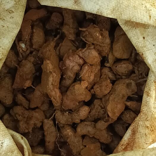 湛江 土茯苓（赤土）