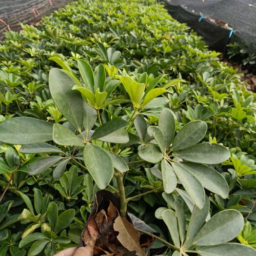 东莞市澳洲鸭脚木  鸭脚木