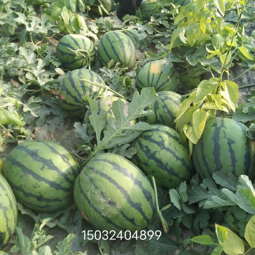 大名县 水果 甜王西瓜