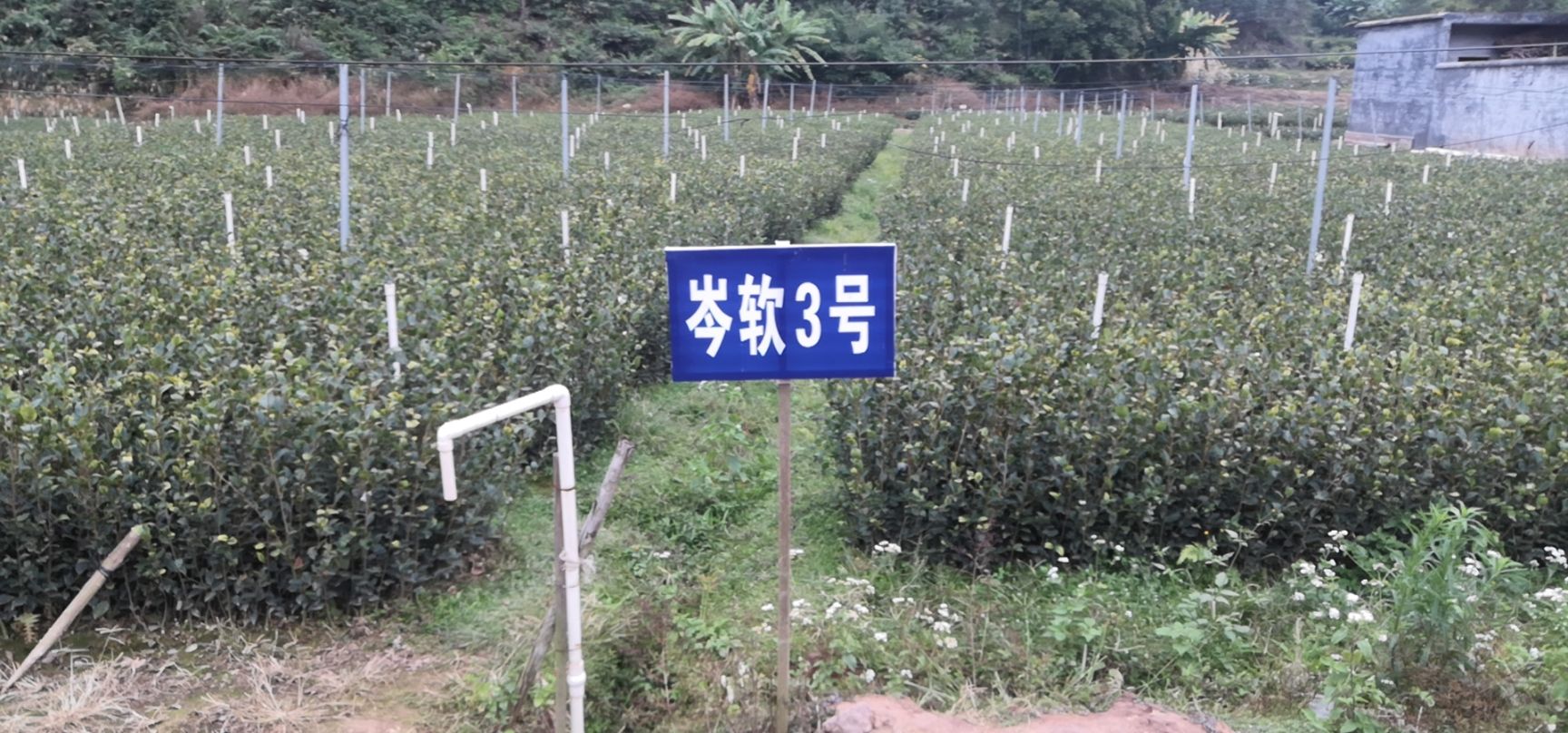 油茶种子  茶籽种子今年的新种子
