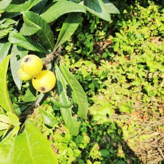 桐庐县白沙枇杷  山地白玉枇杷，天然种植，种植过程中未使用过任何化肥农药