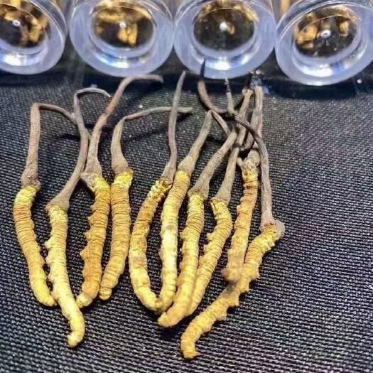 昆明冬虫夏草处理  7.5/克批发价处理，质量保证