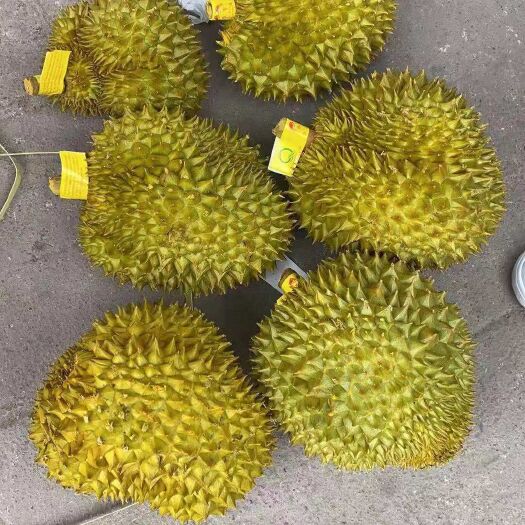 凭祥市金枕榴莲 泰国榴莲，金枕，托曼尼