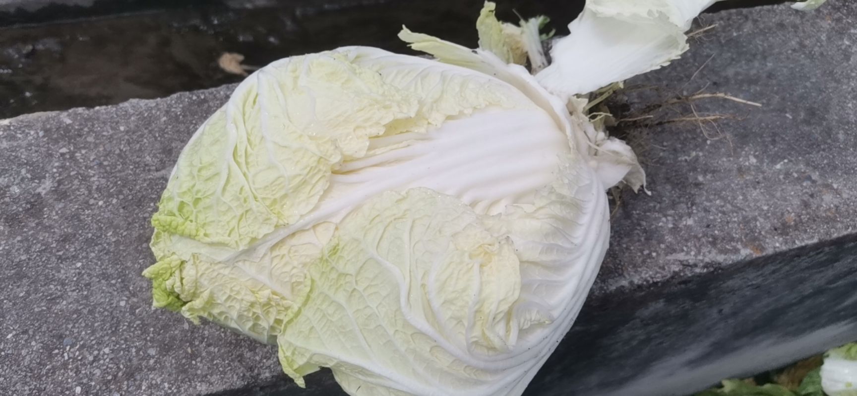云南高原优质大白菜大量上市，不烧心，不开花