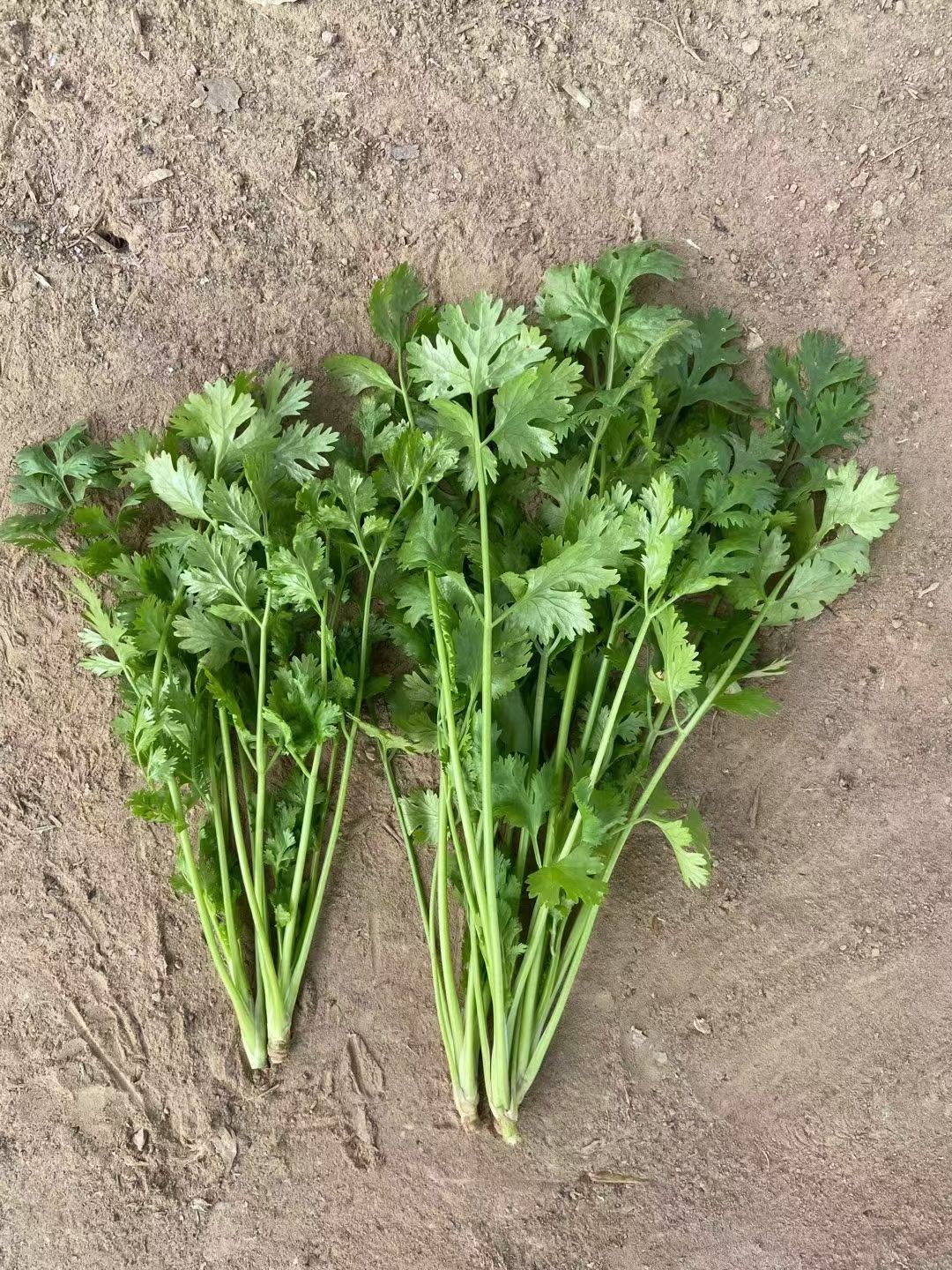 四季香菜种子大叶香菜种子耐寒香菜种子耐热香菜种子铁杆香菜种子
