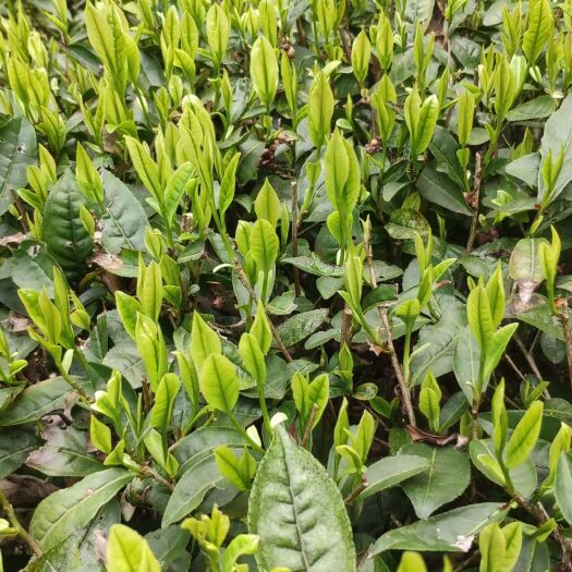 桂东县新白茶 玲珑茶