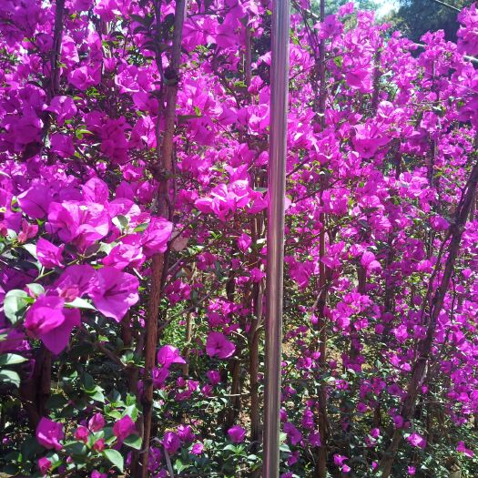 宜宾紫花三角梅 自种自销三角梅