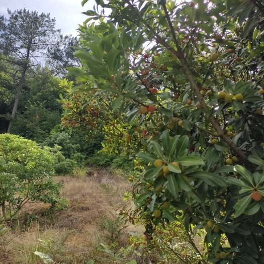 仙居县荸荠杨梅 高山杨梅，位于仙居县北面，海拔600米，生长在天然的氧吧。