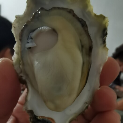 诏安县三倍体生蚝  福建三倍体