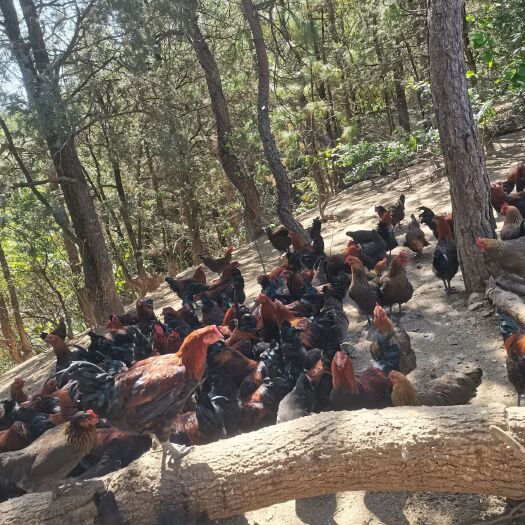 寻甸县粉壳蛋  山间放养，质量保证