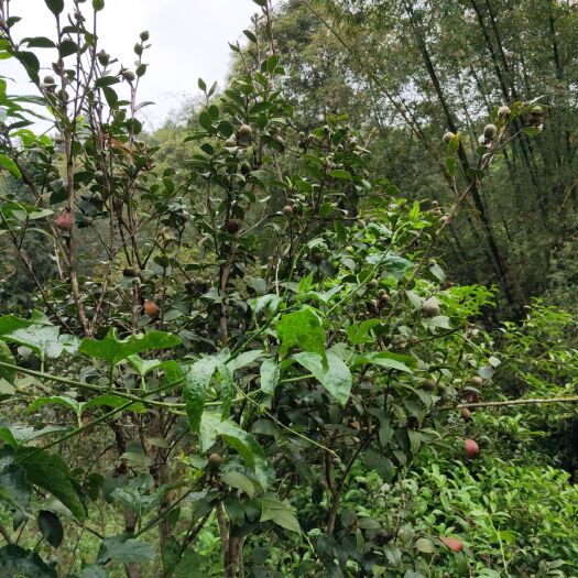 灵山县油茶穗条 