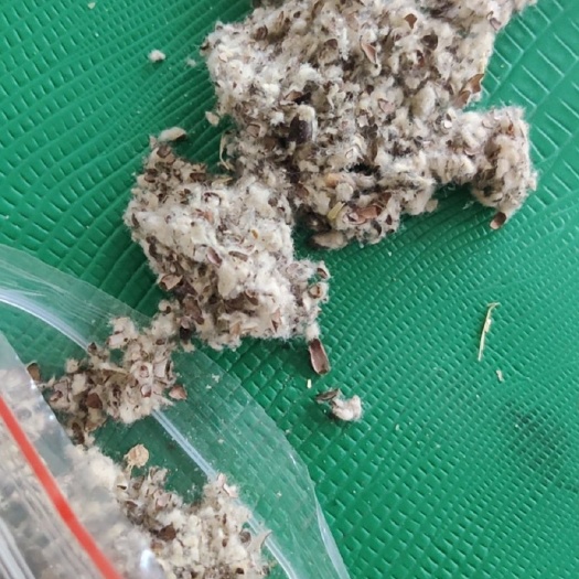 武汉广东广西玉米芯棉籽壳棉渣麸皮次粉甜菜粕