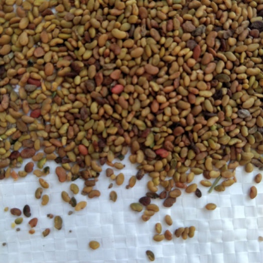 新产紫花苜蓿种子 苜蓿籽 种植简单 草花种子 没有包衣