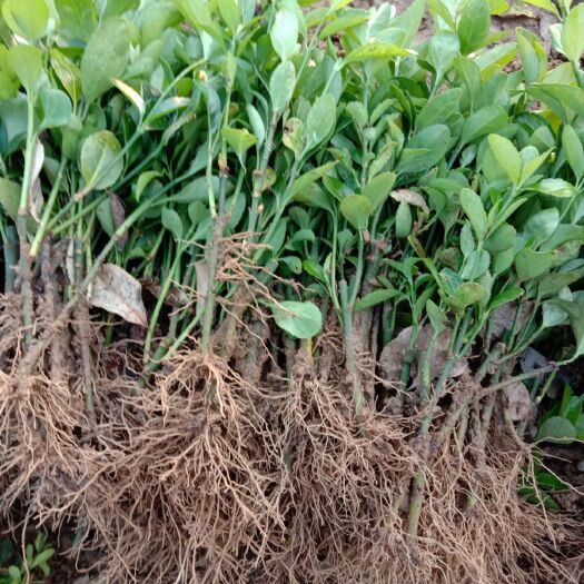 新沂市冬青苗  冬青床苗，苏北色块苗木基地，