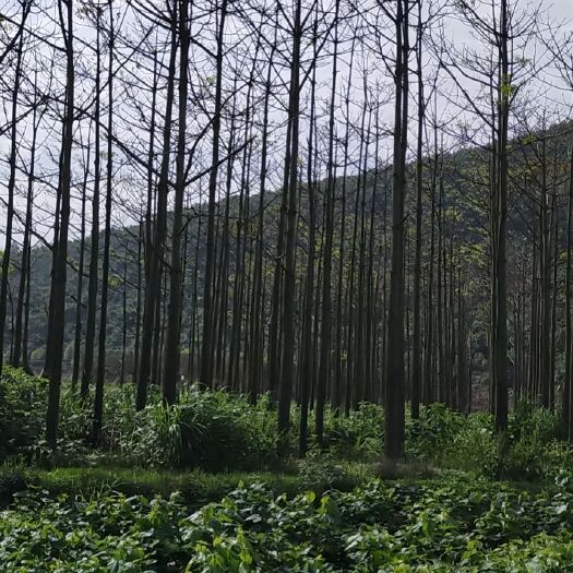 柳城县大腹木棉 10-20公分木棉