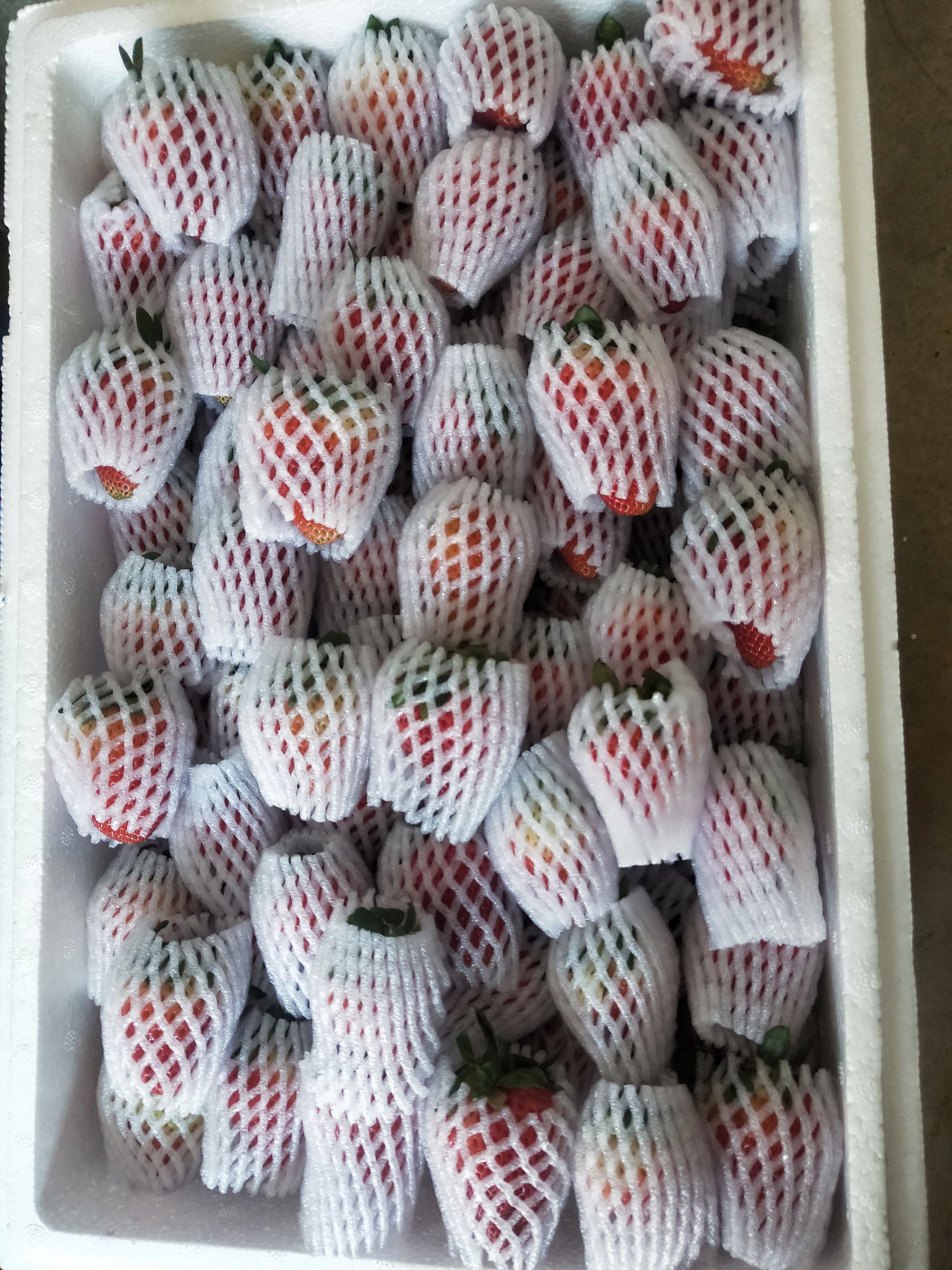 蒙特瑞草莓  会泽蒙特瑞品种草莓，八九成红果网套包装，小泡沫