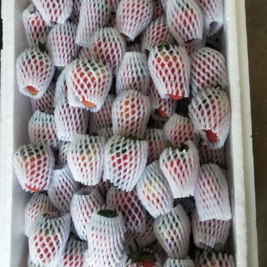蒙特瑞草莓  会泽蒙特瑞品种草莓，八九成红果网套包装，小泡沫