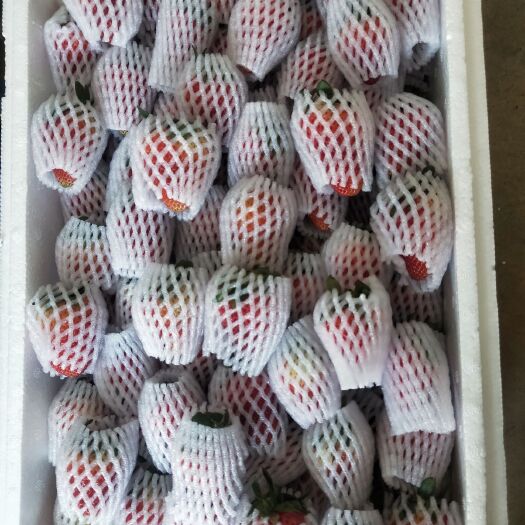会泽县蒙特瑞草莓  会泽蒙特瑞品种草莓，八九成红果网套包装，小泡沫