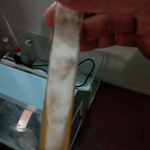 南雄市大球盖菇菌种 赤松茸大球盖菇一级种