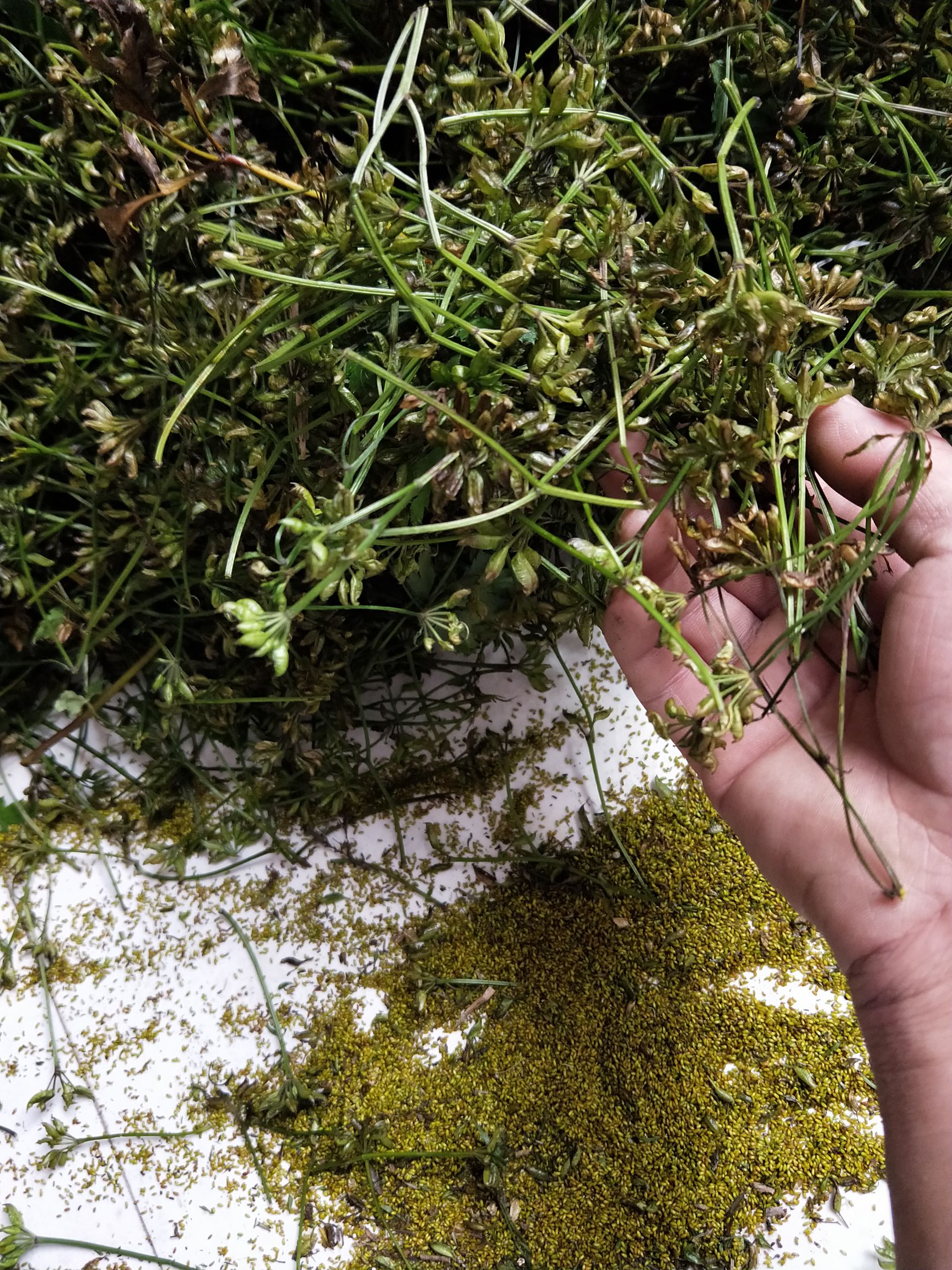 黄连木种子 药材黄连种子